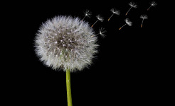цветок одуванчика в форме семян, выпускающих семена в воздух