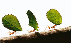 चींटियों से सीखना 11 15