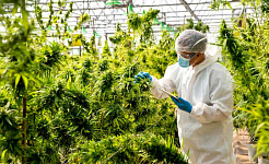 isang taong nakasuot ng lab coat at hair net sa isang cannabis greenhouse