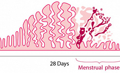 Den korte menstruationscyklus er forbundet med lavere fertilitet