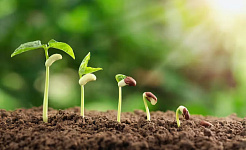 植物從土壤中發芽