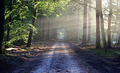 un beau chemin ombragé dans la forêt