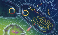 Comment les parasites et les bactéries pourraient changer la façon dont vous pensez et vous sentez