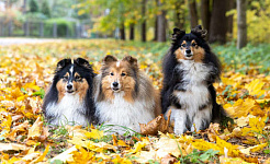 ba con chó ngồi ngoài thiên nhiên