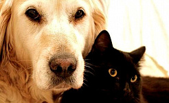 एक सुनहरा कुत्ता और एक काली बिल्ली एक साथ लेटी हुई है