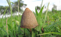魔法蘑菇 2 17