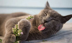 What Actually Is Catnip And Is It Safe For My Cat?