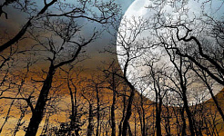 ירח מלא מעל עצים חשופים