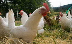Como as bactérias na galinha mal cozida podem causar paralisia