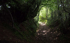 een helder pad in een donker bos
