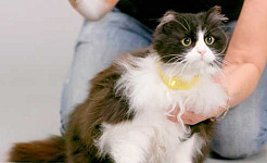 Le mystère du miaulement pourrait-il être résolu par un nouveau collier de chat parlant?