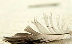 feather 5 21