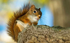 come si presentano gli scoiattoli 3 14