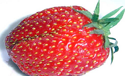 Warum schmecken Erdbeeren so gut?