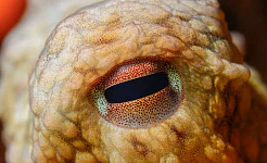 an octopus eye