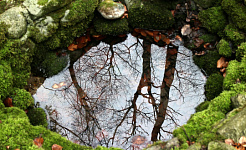 Bäume spiegeln sich in einem Steinbrunnen