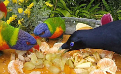 Différentes espèces peuvent se rassembler dans un lieu d'alimentation. Brad Walker, la conversation