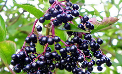 Elderberry: یک شغل تمرین بزرگ با مزایای سه گانه