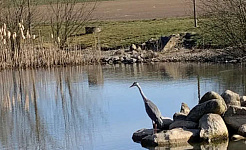 heron overlooking the water