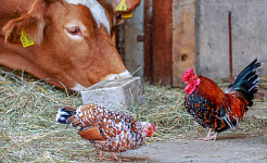 چکن کو دھکیلنے سے لوگوں کو کم گائے کا گوشت کھانے کے لئے کیوں نہیں ملتا ہے