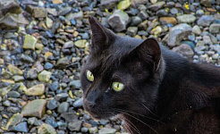Morris Cat