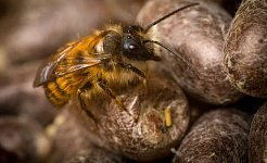 Małe pszczoły kochają węglowodany – oto dlaczego to ma znaczenie