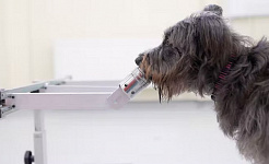 how dogs detect stress 9 28