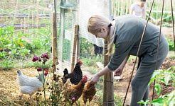 Aufzucht von Hühnern Vogelgrippe
