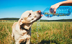 protect your pet in heatwave 7 30