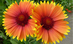 une paire de fleurs orange vif