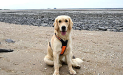 Hund sitzt am Strand (ein Golden Retriever)