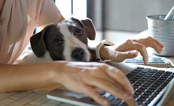 شخصی که روی کامپیوتر کار می کند و سگش روی بغلش دراز کشیده است