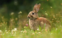 ein wildes Kaninchen oder ein Hase