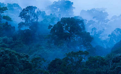 bossen in de tropen zijn cruciaal voor het aanpakken van klimaatverandering