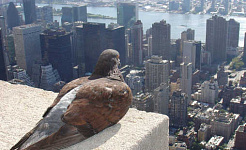 นกพิราบคือ "นกขมิ้นในเหมืองถ่านหิน" เพื่อการได้รับสารตะกั่ว