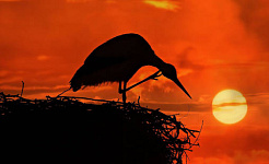 stork on their nest perched up high above the setting sun