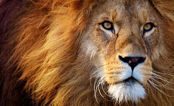 photo du visage d'un lion