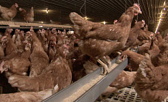 没有笼子的声音很好，但实际上是否意味着对鸡有一个更好的生活？