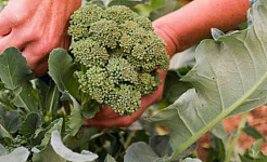 A brokkoli előnyei 3 30