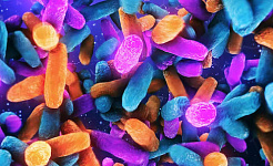 Like Genes, Your Gut Microbes Pass From One Generation To The Next