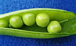 Kacang polong dalam polong hijau dengan latar belakang biru