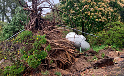 kæmpe træ føltes af stormen og propantanken hviler i en vinkel delvist i luften.
