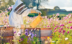 زنبورهای عسل در سن جوانی 11 15 در حال مرگ هستند