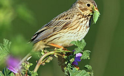 mısır kiraz kuşu, bir tarım arazisi kuşu