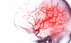 Οι εγκέφαλοι έχουν προβλήματα εφοδιαστικής αλυσίδας και οι νευρώνες αντέχουν με αυτό που παίρνουν