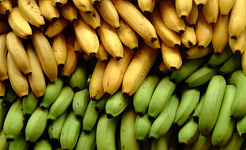 Każda roślina bananowca jest genetycznym klonem poprzedniego pokolenia. Ian Ransley, CC BY