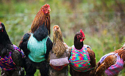 Wie Hühner die Welt eroberten