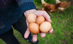 fotografia unei mâini deschise ținând niște ouă