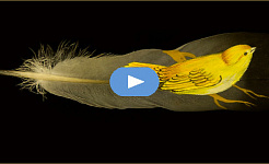 kleine gele vogel staande op een grote vogelveer
