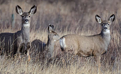 stado jeleni na terenach trawiastych
